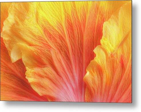 an orange and yellow flower metal print