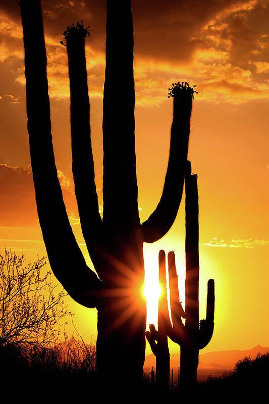 Saguaro Sunset 2 - Art Print Art Print 1ArtCollection