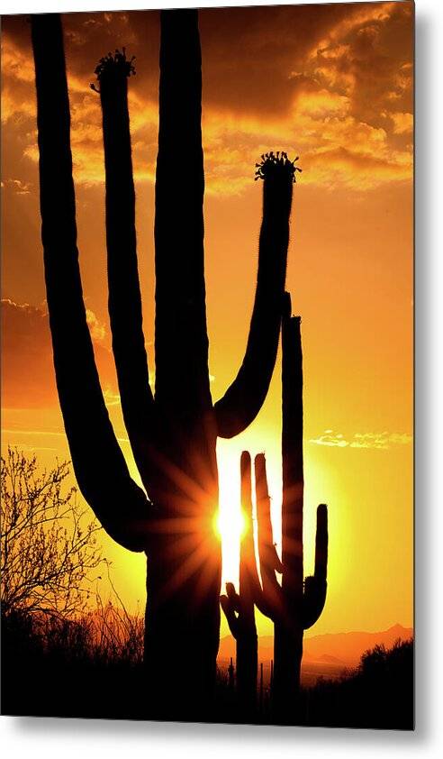 Saguaro Sunset 2 - Metal Print Metal Print 1ArtCollection