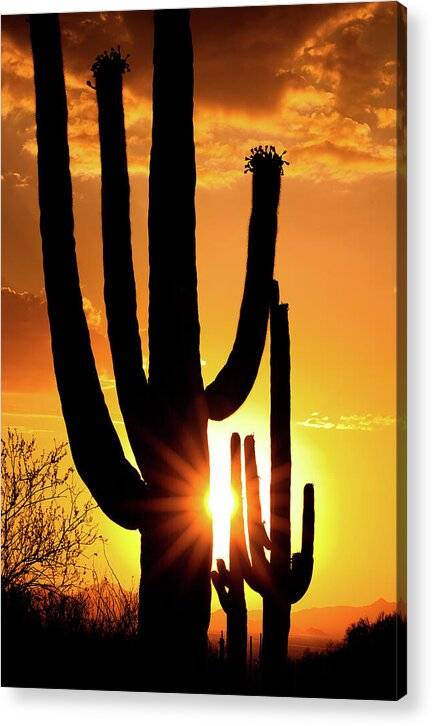 Saguaro Sunset 2 - Acrylic Print Acrylic Print 1ArtCollection