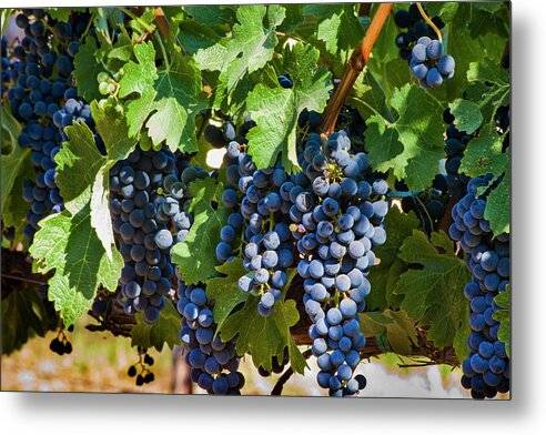 Wine grapes ready for harvest 2 - Metal Print