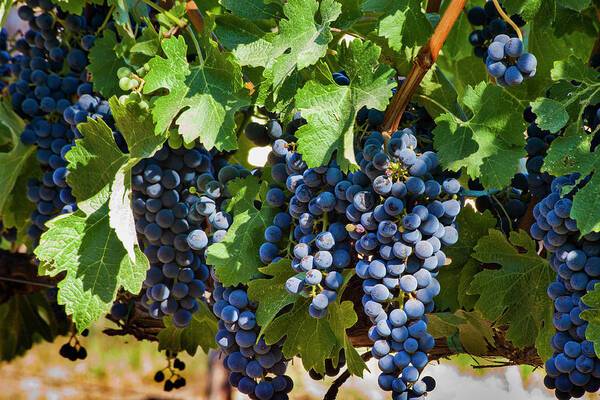 a bunch of grapes hanging from a vine