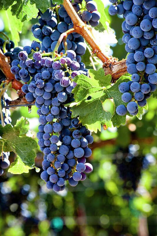 Wine grapes ready for harvest 5 - Art Print Art Print 1ArtCollection