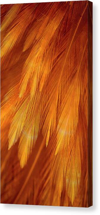 Feather Design - Canvas Print Canvas Print 1ArtCollection