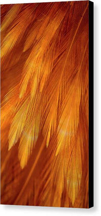 Feather Design - Canvas Print Canvas Print 1ArtCollection