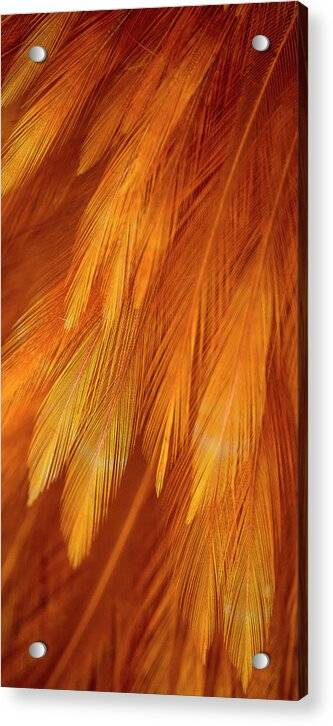 Feather Design - Acrylic Print Acrylic Print 1ArtCollection