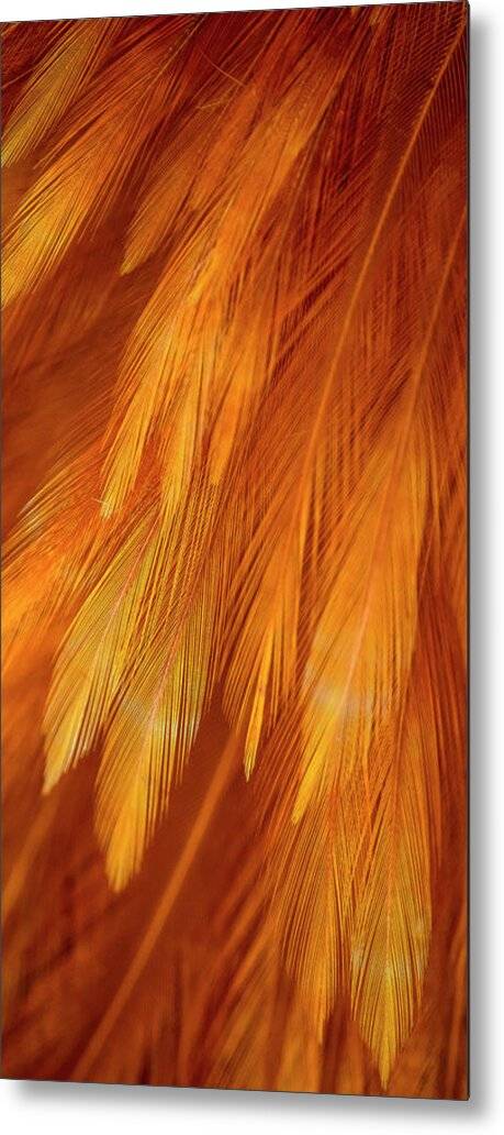 Feather Design - Metal Print Metal Print 1ArtCollection