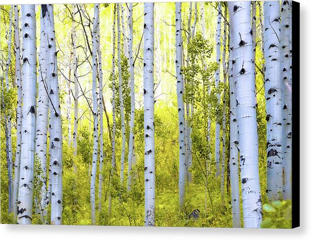 Aspen Glow - Canvas Print