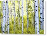 Aspen Glow - Canvas Print