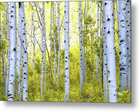 Aspen Glow - Metal Print