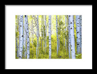 Aspen Glow - Framed Print