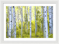 Aspen Glow - Framed Print