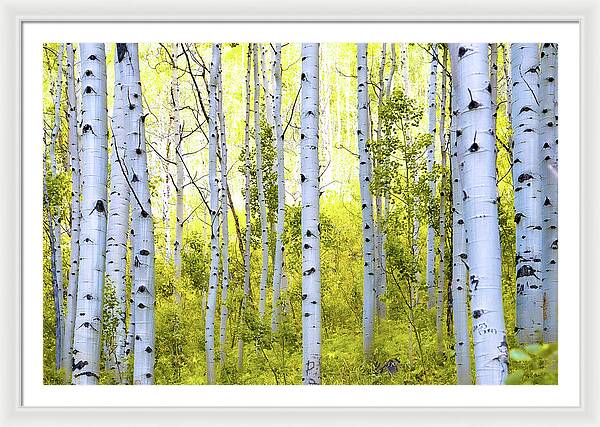 Aspen Glow - Framed Print