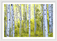 Aspen Glow - Framed Print