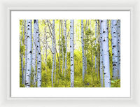 Aspen Glow - Framed Print