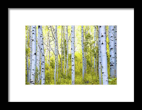 Aspen Glow - Framed Print