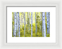 Aspen Glow - Framed Print