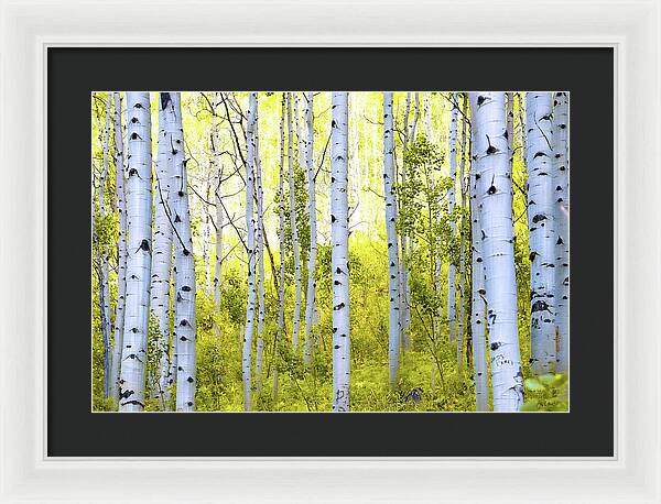 Aspen Glow - Framed Print