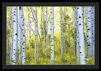 Aspen Glow - Framed Print