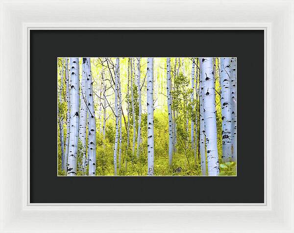 Aspen Glow - Framed Print