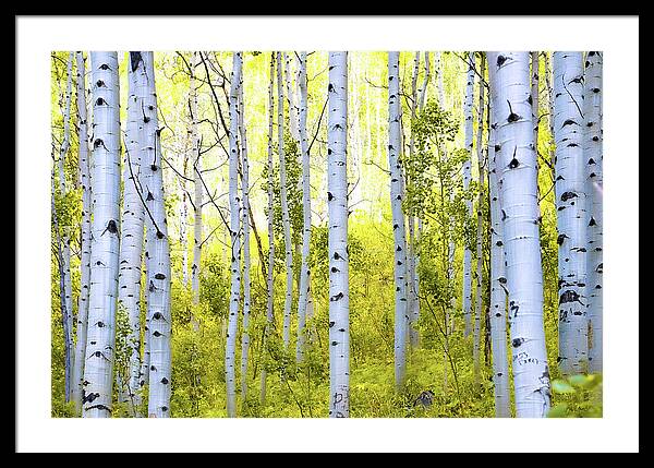 Aspen Glow - Framed Print