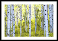 Aspen Glow - Framed Print