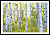 Aspen Glow - Framed Print