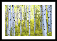 Aspen Glow - Framed Print