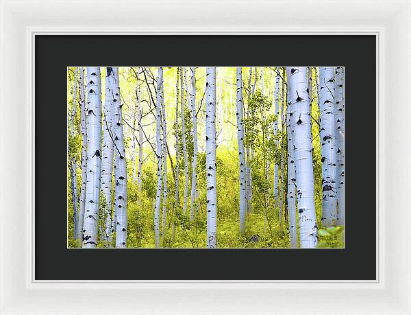 Aspen Glow - Framed Print