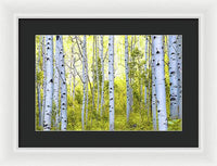 Aspen Glow - Framed Print