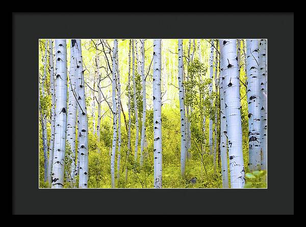 Aspen Glow - Framed Print