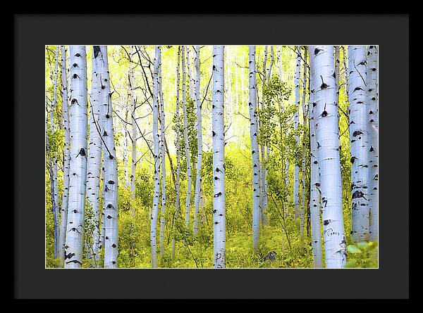 Aspen Glow - Framed Print