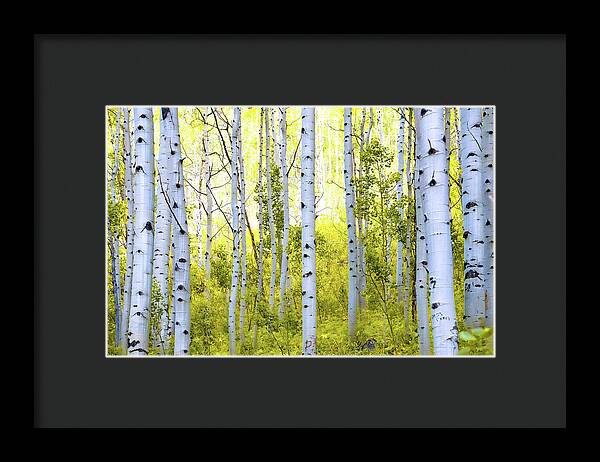 Aspen Glow - Framed Print