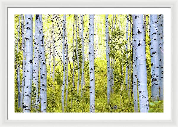 Aspen Glow - Framed Print