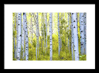 Aspen Glow - Framed Print