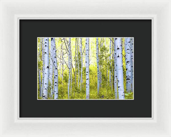 Aspen Glow - Framed Print