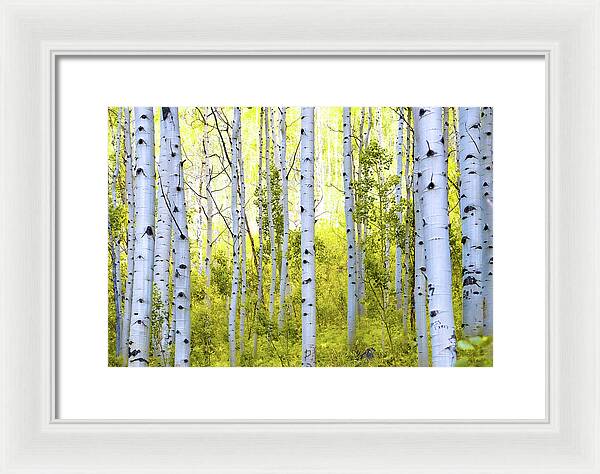 Aspen Glow - Framed Print