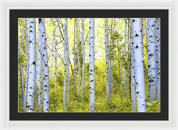 Aspen Glow - Framed Print