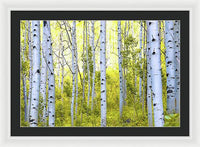 Aspen Glow - Framed Print