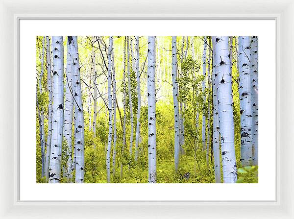 Aspen Glow - Framed Print