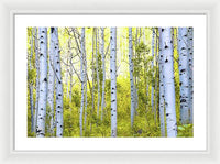 Aspen Glow - Framed Print