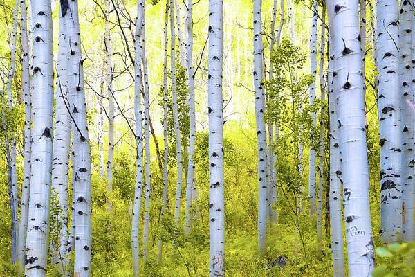 Aspen Glow - Art Print