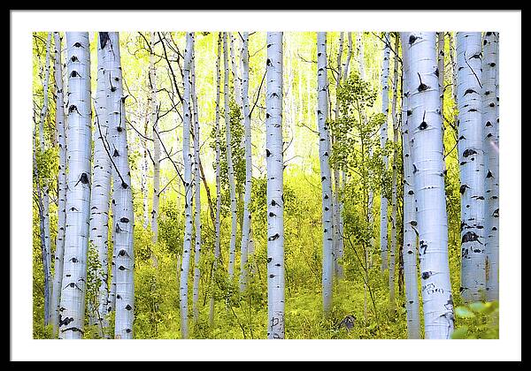 Aspen Glow - Framed Print