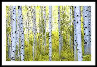 Aspen Glow - Framed Print