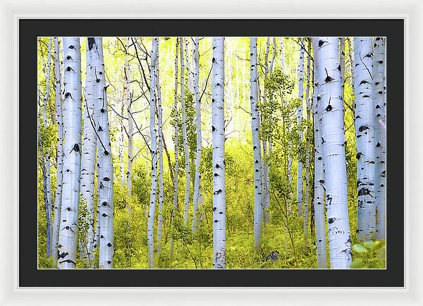 Aspen Glow - Framed Print