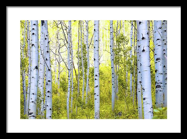 Aspen Glow - Framed Print