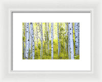 Aspen Glow - Framed Print