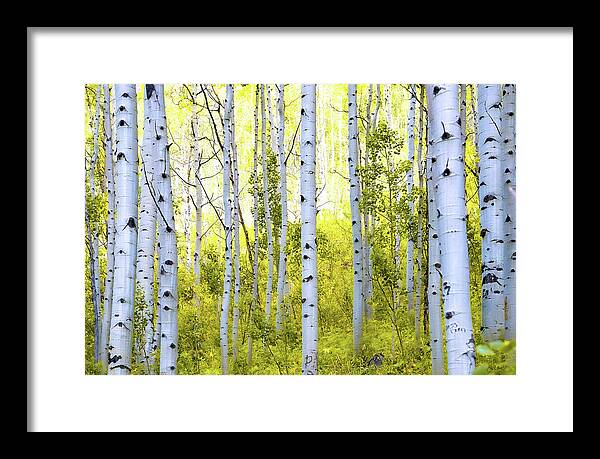 Aspen Glow - Framed Print