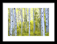 Aspen Glow - Framed Print