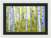 Aspen Glow - Framed Print